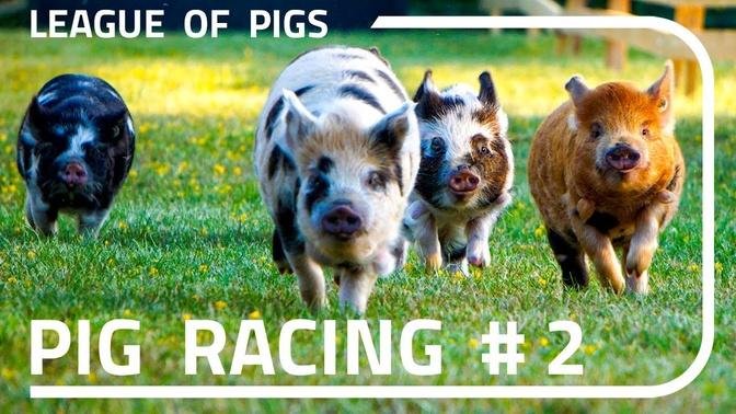 League of Pigs - Round 2!
