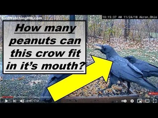 How many peanuts can crows fit in their mouth