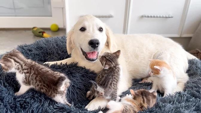 Tiny Kittens Play with a Golden Retriever Puppy