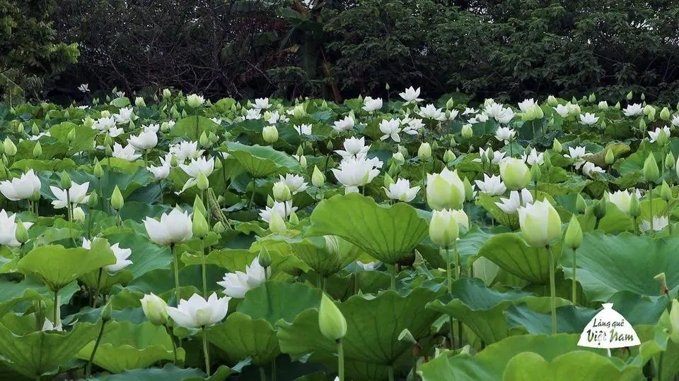 Ngỡ ngàng với vẻ đẹp của đầm Sen trắng ở Tam Hưng, Thanh Oai, Hà Nội