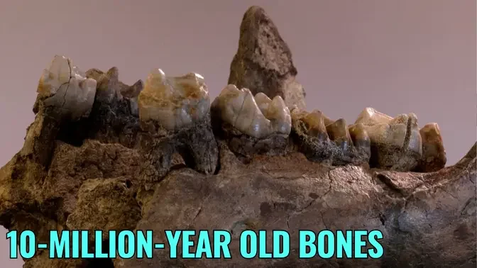 Prehistoric Elephants’ Bones Found in Germany