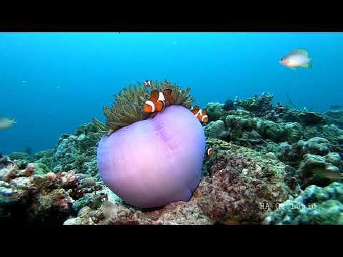 Clownfish and Sea Anemone - Gopro Underwater Video