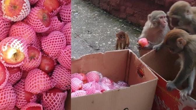 Feeding a group of monkeys apples and bananas || Amazing wild monkey feeding