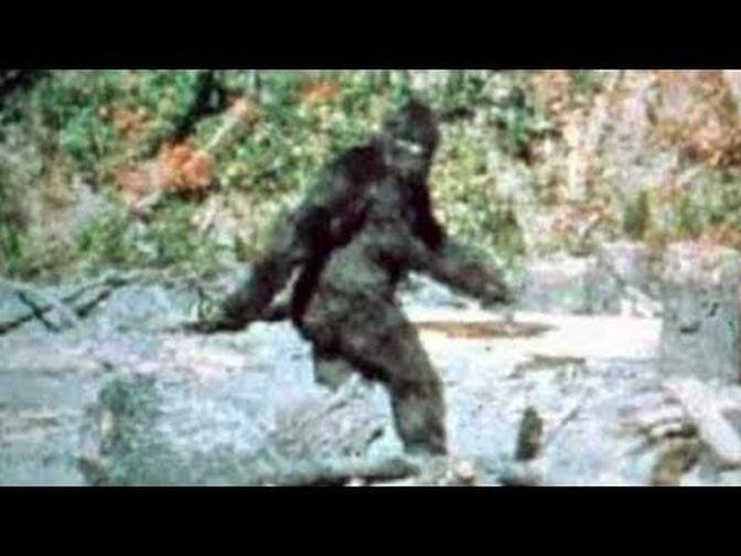 Is Bigfoot real? Cryptozoology!