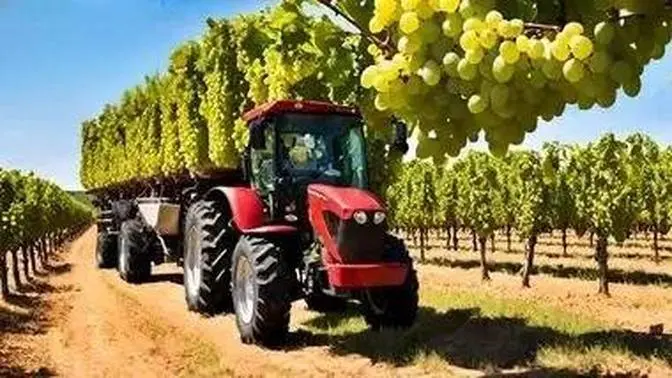 The Most Modern Grape Harvesting Machines 🍇🍇🍇 In The World That Are At Another Level