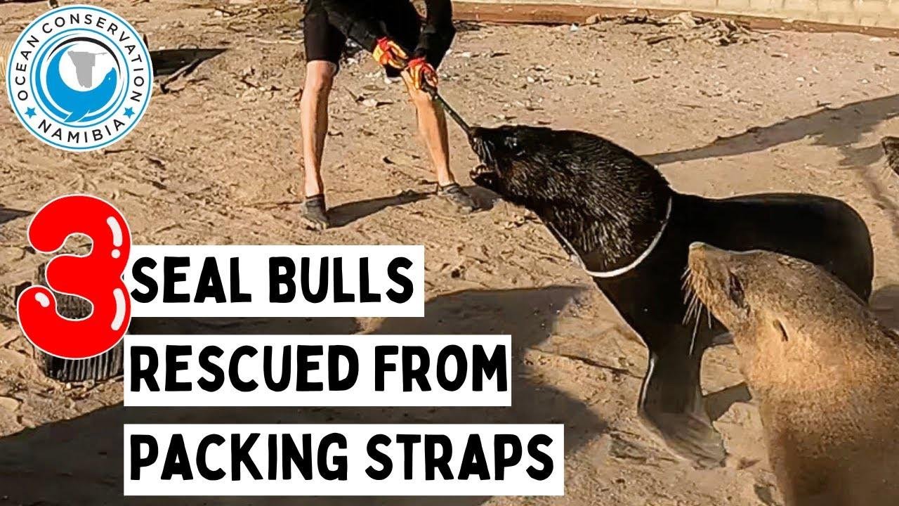 3 Seal Bulls Rescued From Packing Straps