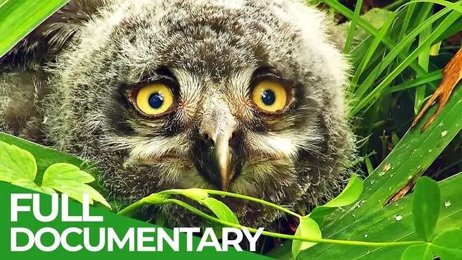 Baby Animals Discovering Their World _ Episode 6 _ Free Documentary Nature