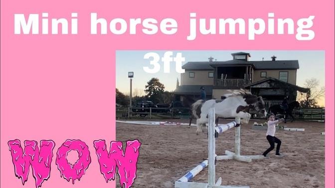 #MINIATURE HORSE #Poniesjumpingreallyhigh Short video of My Little Pony jumping high