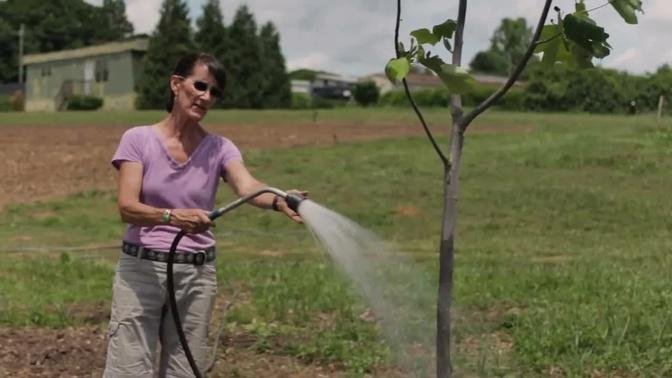 Tree Planting: Watering
