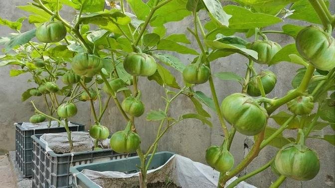 Grow green eggplant on the terrace in used recycling baskets | Growing green eggplant no need garden