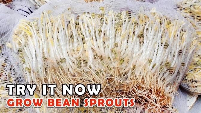 Try It Now How To Grow Bean Sprouts In The Fastest And Easiest