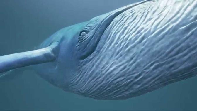  Blue Whale Cinematic
