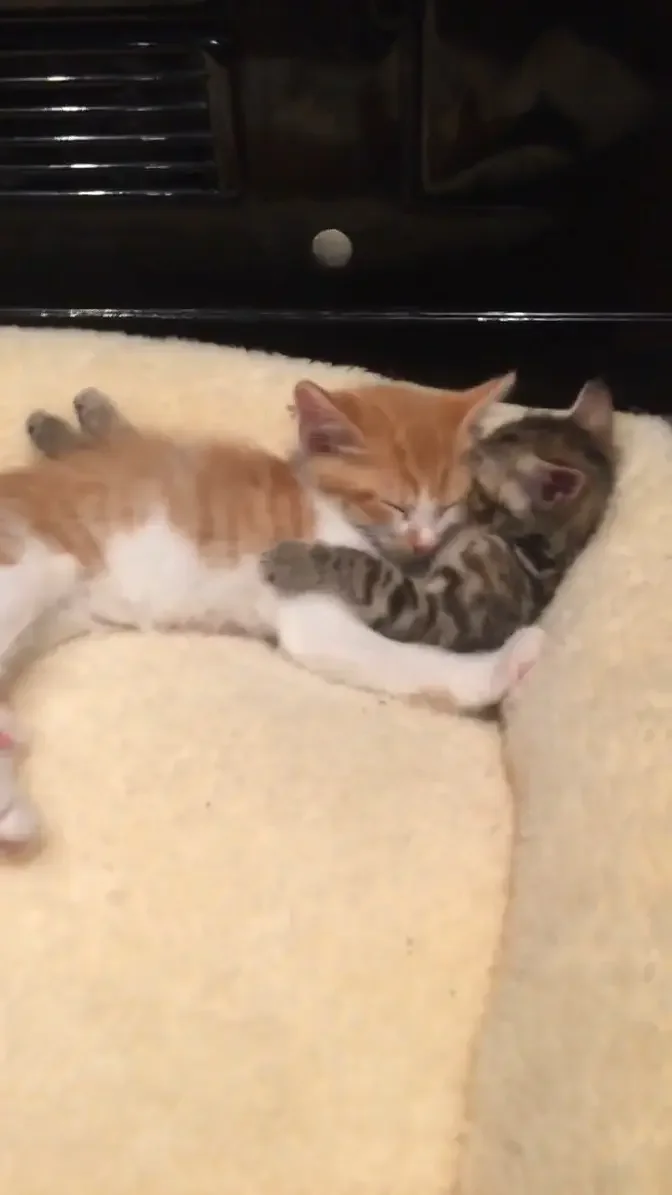 Two different breeds of kitten cuddling