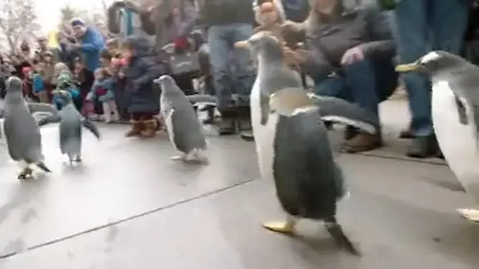 Parade of penguins strut their stuff in Pittsburgh