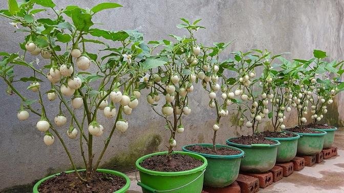 How to grow eggplant from seeds at home, unexpectedly high yield,planting from seed to harvest