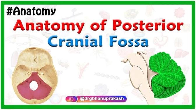 Anatomy of Posterior cranial Fossa