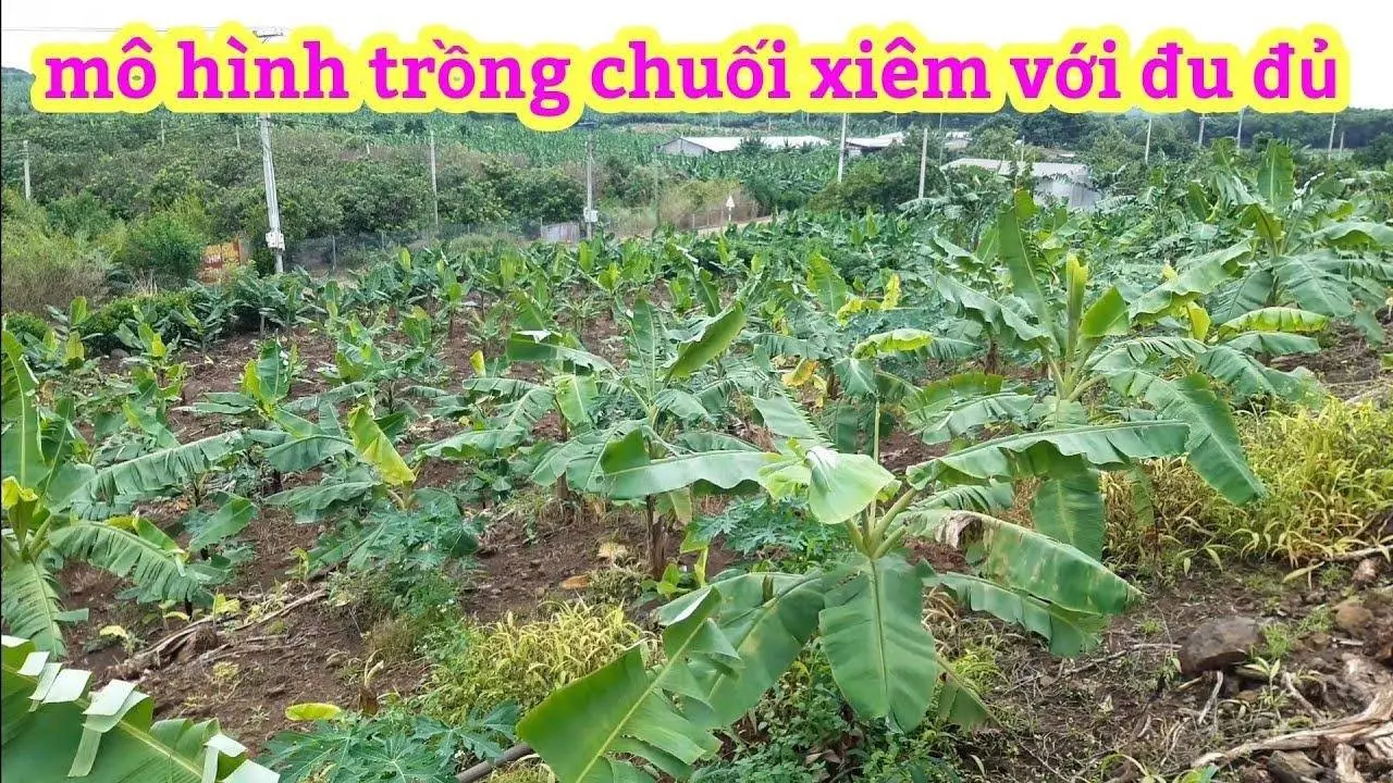 Mô hình trồng chuối xiêm, chuối tây ,với đu đủ, đạt hiệu quả , #Tấnnôngdân