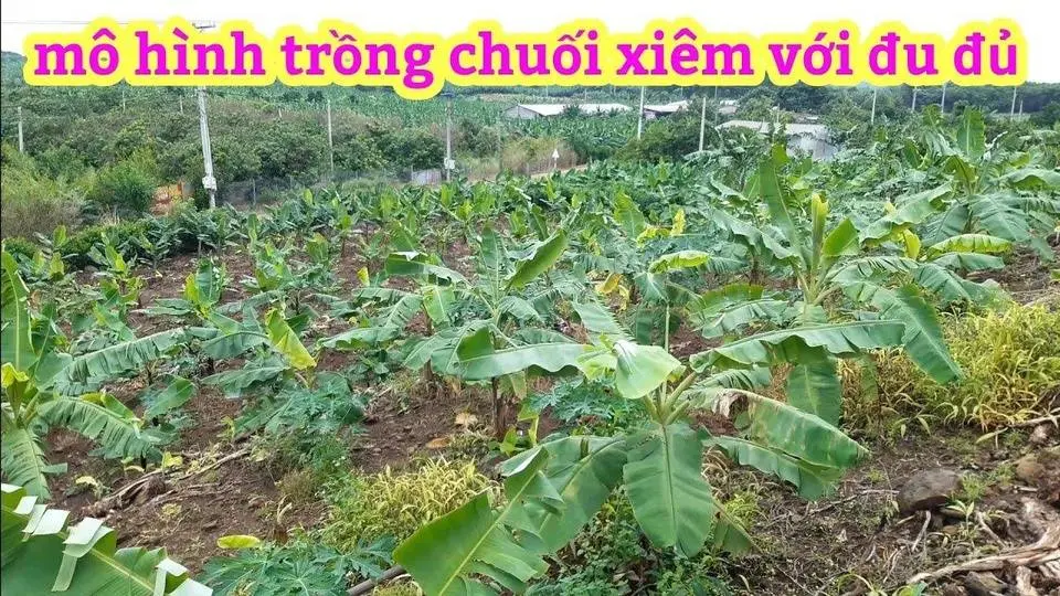 Mô hình trồng chuối xiêm, chuối tây ,với đu đủ, đạt hiệu quả , #Tấnnôngdân