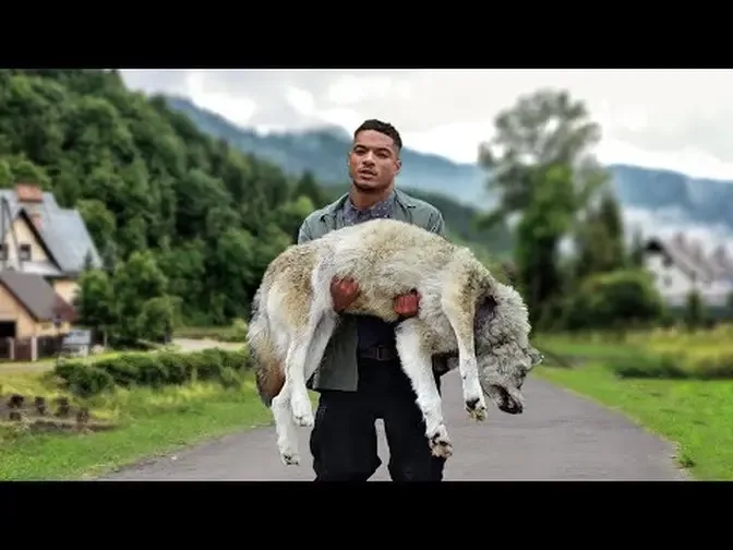 He Carried the Wolf to the Vet for Hours. Later, Something Amazing Happened.