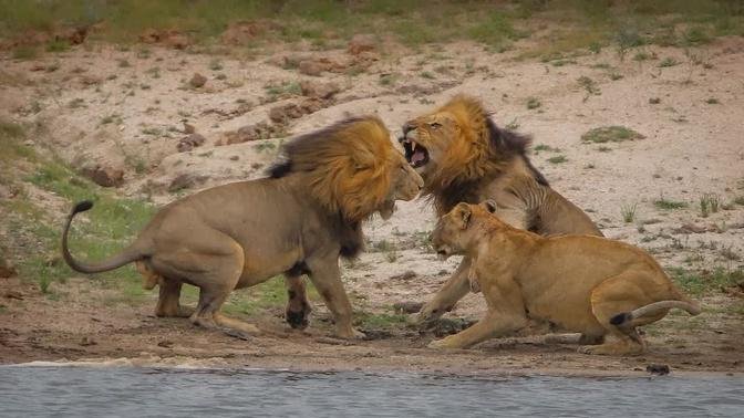Jealous Lion Doesn't Want Brother Near Lionesses | Kruger National Park