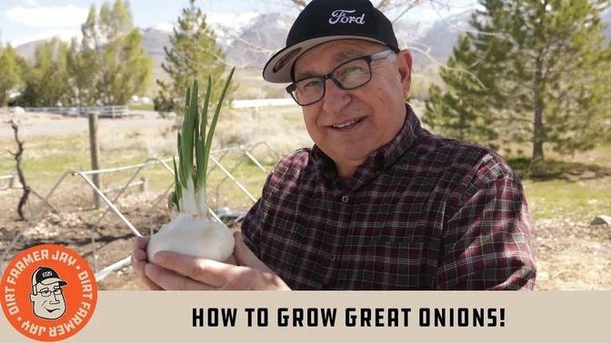How to Grow GREAT Onions!