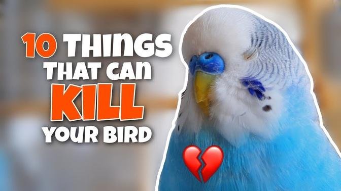 These 10 Things Can KILL Your Bird