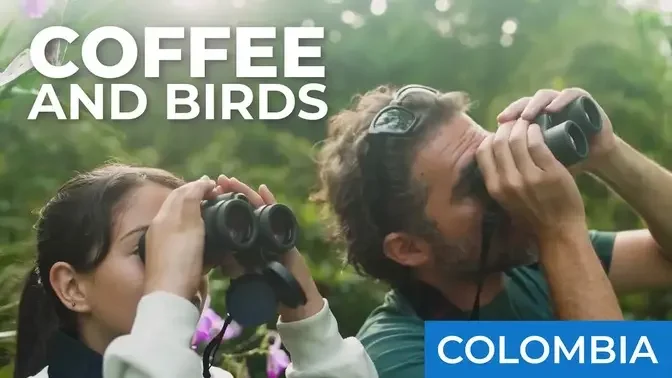 Birding in the Coffee Region | Colombia Episode 1 | Field Guides