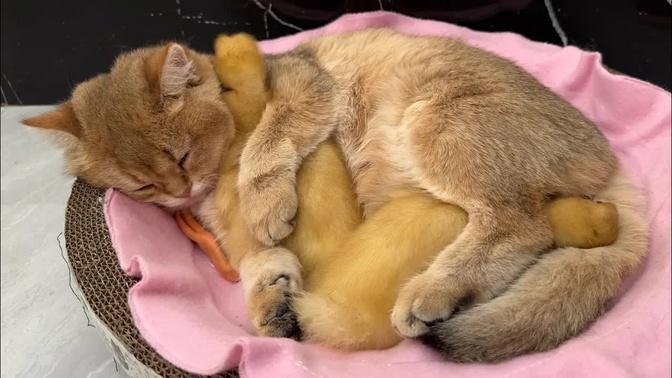 World peace,cute kittens fall in love with ducklings.Shock.Duckling sleeps with mother duck.animal👍