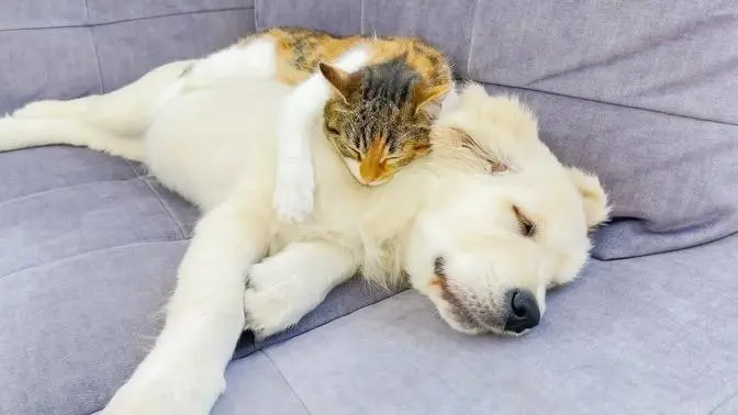 Cute Kitten Uses a Golden Retriever Puppy as a Pillow to Sleep on (Cutest Ever!!)
