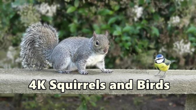 Cat Games 4K - Squirrels and Birds Fun