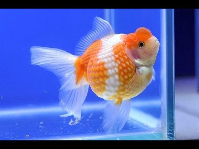 100% BREEDING SUCCESS- How to let your GOLDFISH spawn her eggs in 10 days