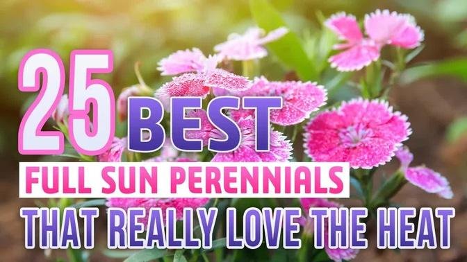 25 Best Full Sun Perennials That Really Love The Heat