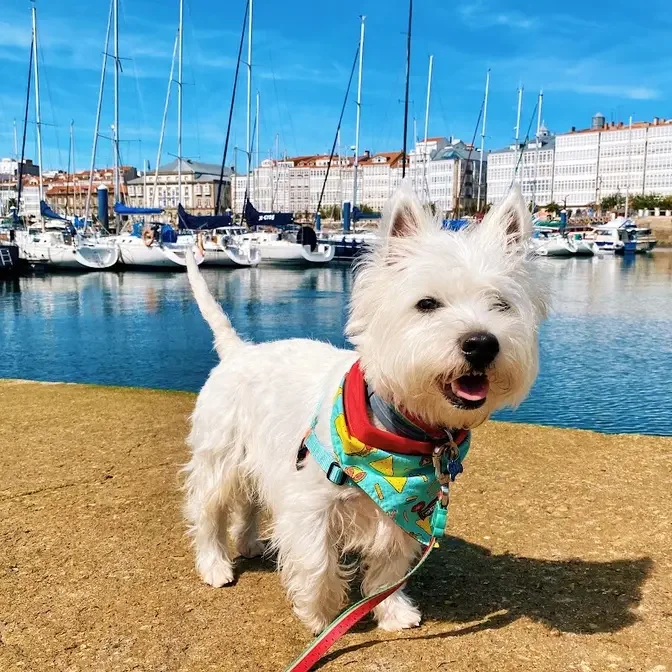 Westie Vibes