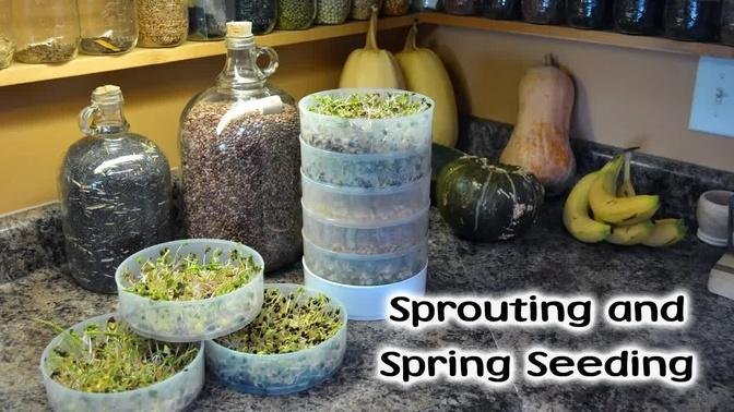 Sprouting Greens and Spring Seeding