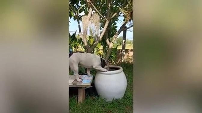Adorable pet French Bulldog soaks in jar to cool off as temperatures soar to 34C in Thailand