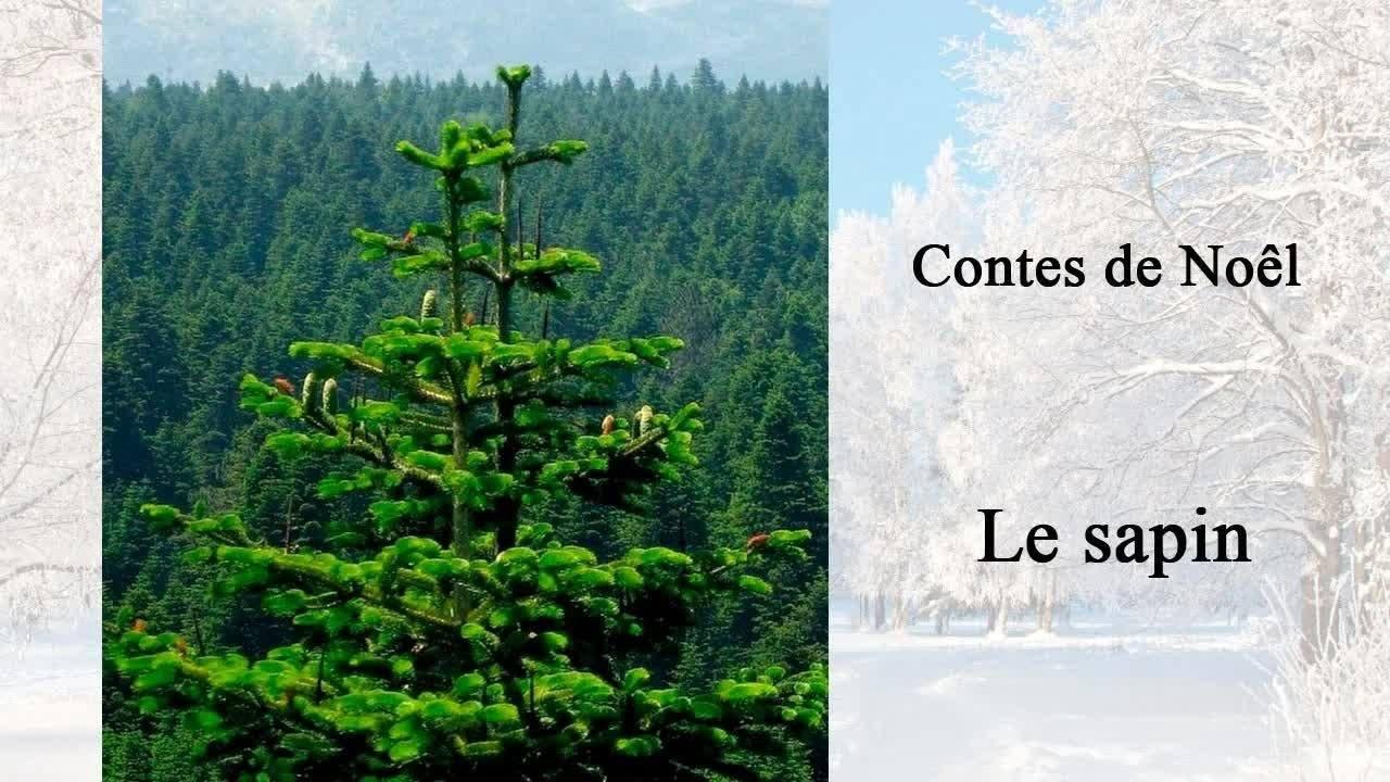 le sapin
