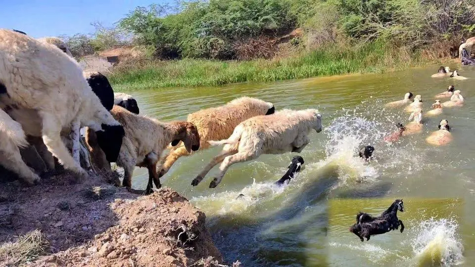 Sheeps Swimming 🐑Lake Crossing| Sheeps Jumping Into The River