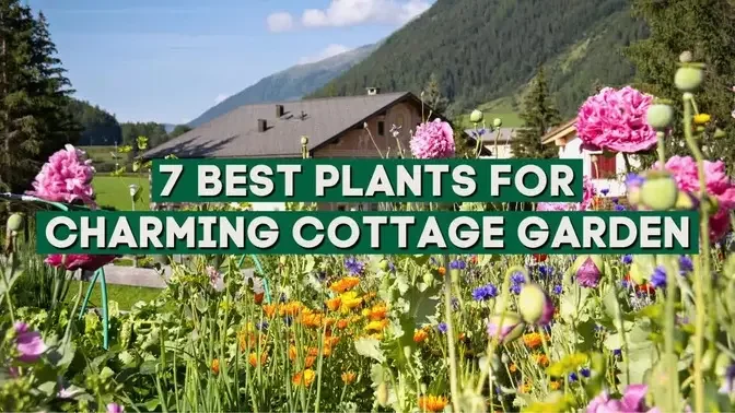 Best Plants for a Charming Cottage Garden 🌼🌸✨