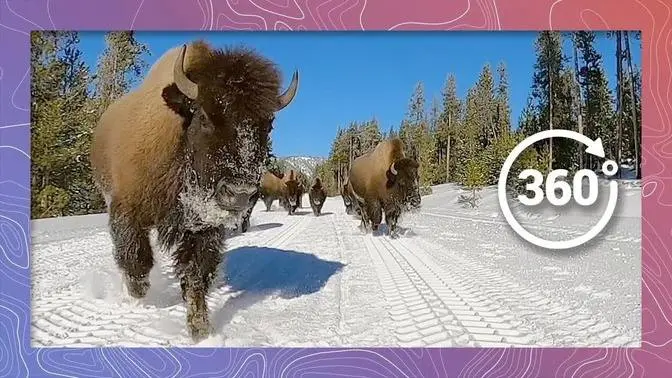 Stampeding Bison in Yellowstone! | Wildlife in 360 VR