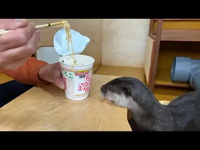 カワウソの横でカップヌードル食べてみたら大変なことに...笑When I tried eating cup noodles next to an otter, I was in trouble...
