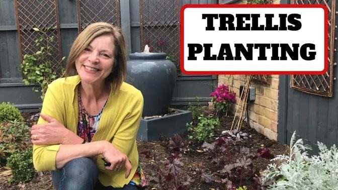 Trellis Planting with 5 Clematis varieties // Heuchera // Salvia Hotlips