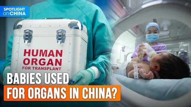 Babies used for organs in China?