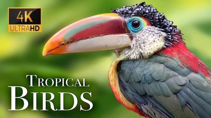 Beautiful nature - Tropical Birds In 4k - Beautiful Bird Sounds Of Rainforest | Jungle Sounds 