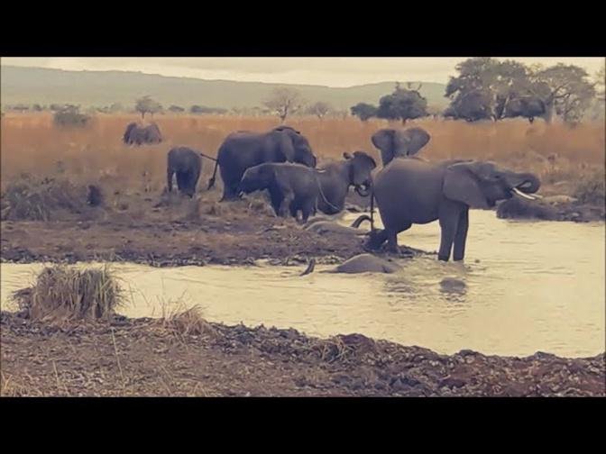 ELEPHANTS ARE THE BOSS | THEY KEEP THE CROCODILE OFF THE THE WATER TO WALLOW IN - MIKUMI - EPISODE 3