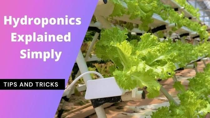 Hydroponics Explained Simply | Easily Build Hydroponics Systems To Grow ...