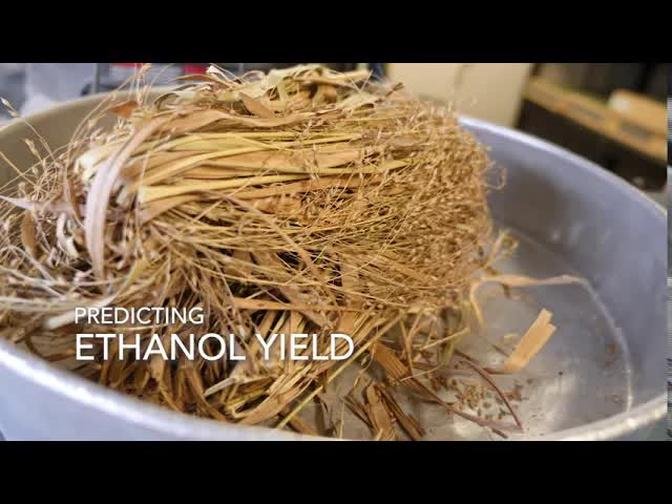 Using Perennial Grasses for Bioenergy and Other Sources