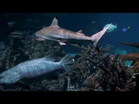 大自然之神奇的海底世界，海洋生物，五颜六色的鱼类，美丽的海洋物种，海洋动物、海洋植物