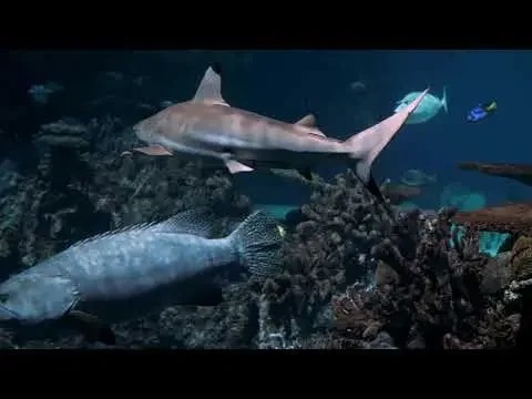 大自然之神奇的海底世界，海洋生物，五顏六色的魚類，美麗的海洋物種，海洋动物、海洋植物