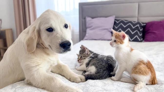 Funny Kittens Reaction to Golden Retriever Puppy