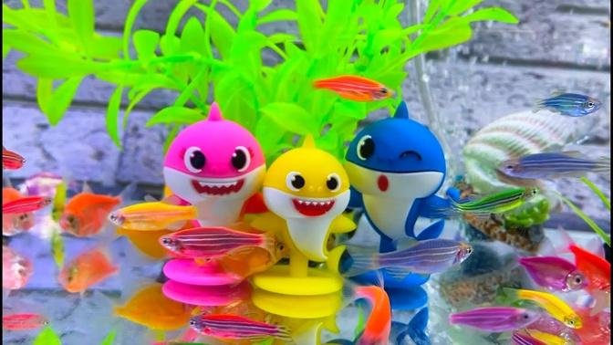 Colorful fish thorns, neon fish, betta fish and baby shark Eggs - cute baby animals videos